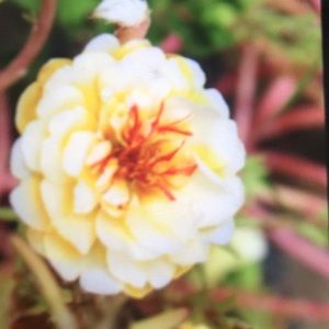 Meet your Posher, Hope